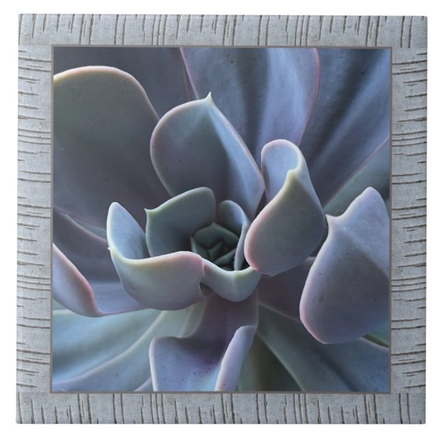6"x 6" Ceramic Tile with Lovely Succulent (Front)