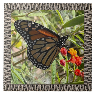 6"x 6" Ceramic Tile with Monarch on Milkweed