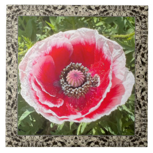6"x 6" Ceramic Tile with Red and White Poppy