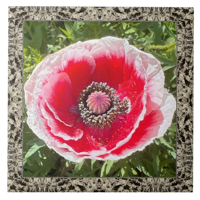 6"x 6" Ceramic Tile with Red and White Poppy (Front)