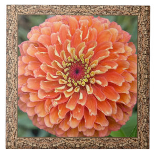 6"x 6" Ceramic Tile with Striking Orange Zinnia