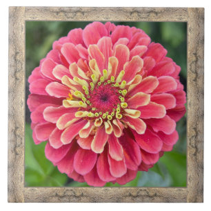 6"x 6" Ceramic Tile with Striking Pink Zinnia