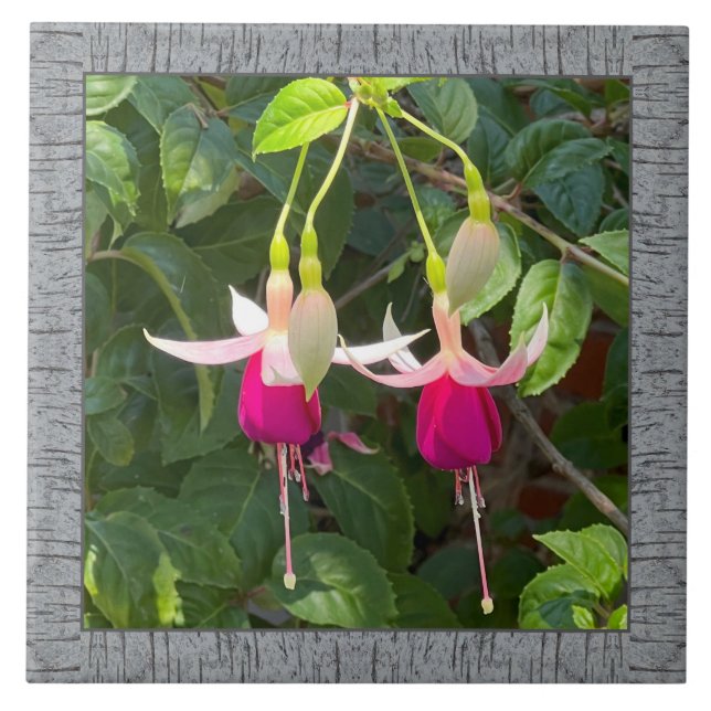 6"x 6" Ceramic Tile with Stunning Magenta Fuchsias (Front)