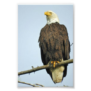 6x4 photo eagle print
