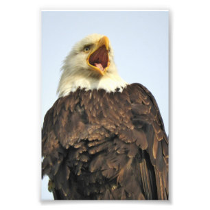 6x4 photo eagle print