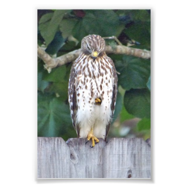 6x4 photo falcon print (Front)
