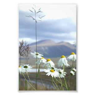 6x4 photo fleurs sauvages de l'Alaska