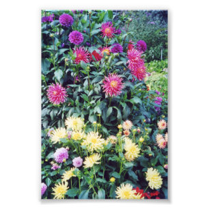 6x4 photo flowers print