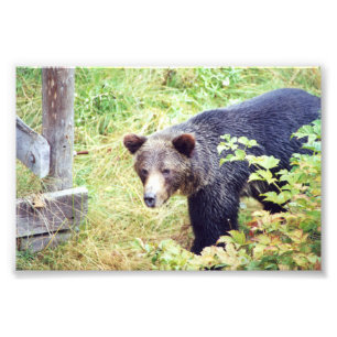 6x4 photo grizzly bears print