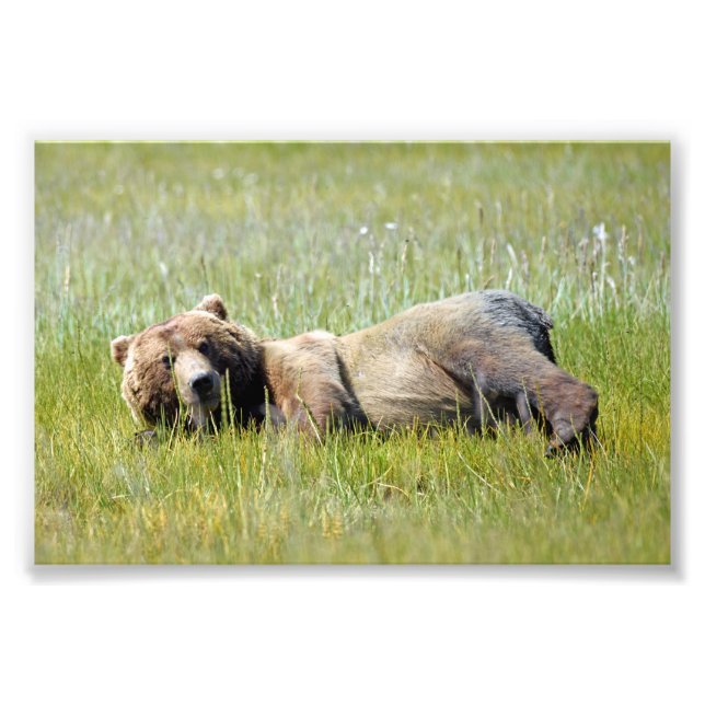 6x4 photo island of grizzly bears (Front)