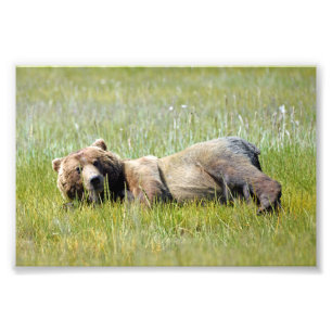 6x4 photo island of grizzly bears print