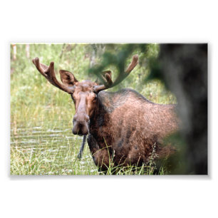 6x4 photo island of moose print