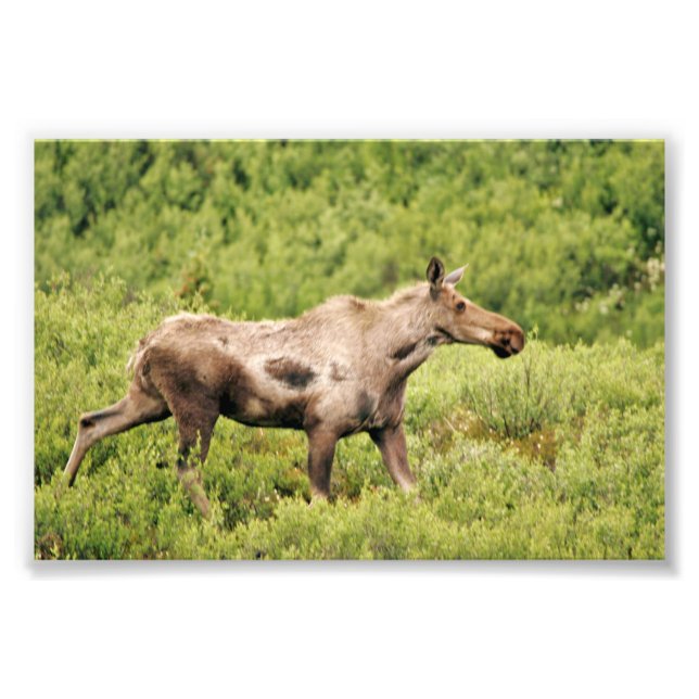 6x4 photo moose print (Front)
