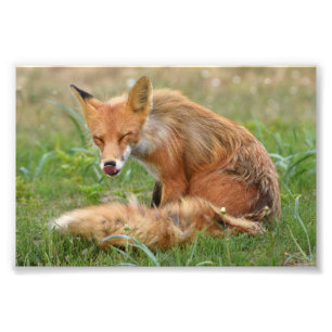  6x4 photo of fox print