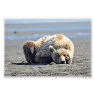 6x4 photo of grizzly bear