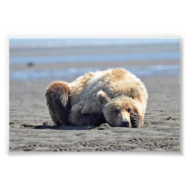  6x4 photo of grizzly bear (Front)