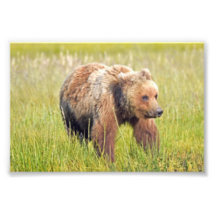 6x4 photo of grizzly bear