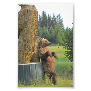  6x4 photo of grizzly bear print