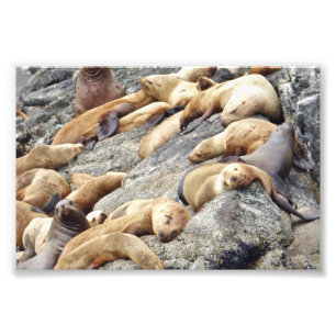 6x4 photo  seals