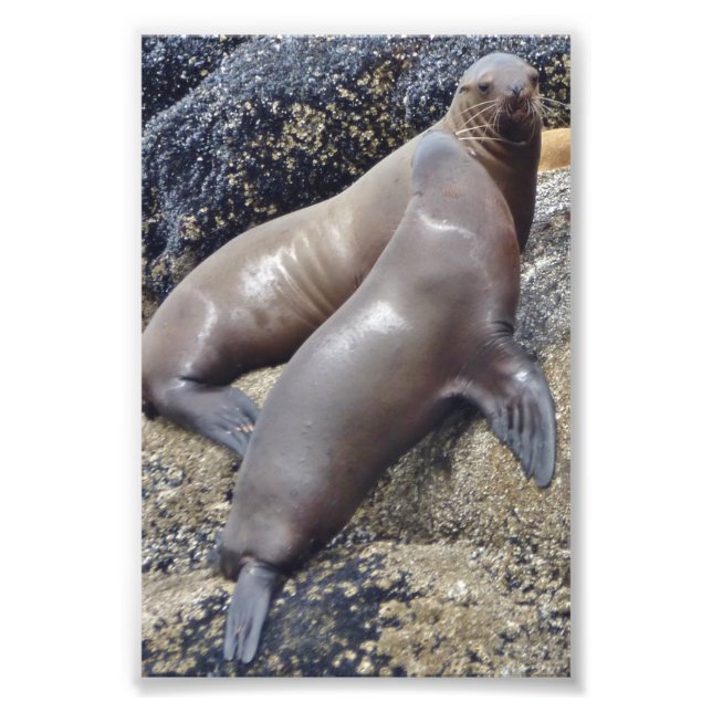 6x4 photo seals (Front)