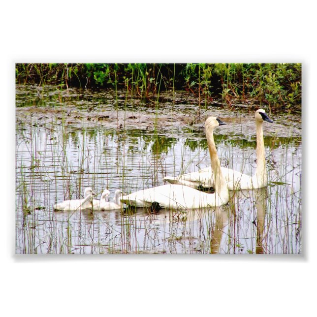 6x4 photo swans (Front)