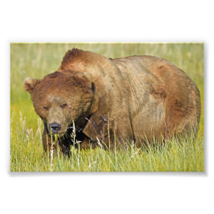 6x4 Satin Photo de l'ours grizzli