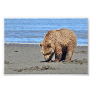 6x4 Satin Photo of grizzly  bear cub