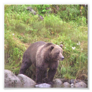 6x6  Kodak Professional Photo Paper (Satin) Print