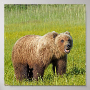6x6 Poster Paper (Matte) of grizzly bear
