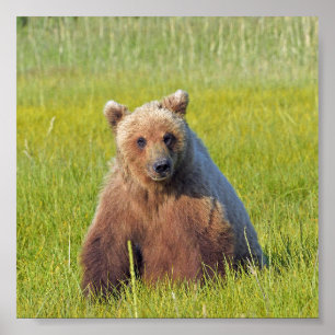 6x6 Poster Papier (Matte) de grizzli
