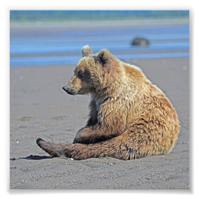 6x6 Satin photo de grizzli (Devant)