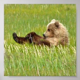 6x6 Value Poster Paper (Matte) w/ grizzly bear cub