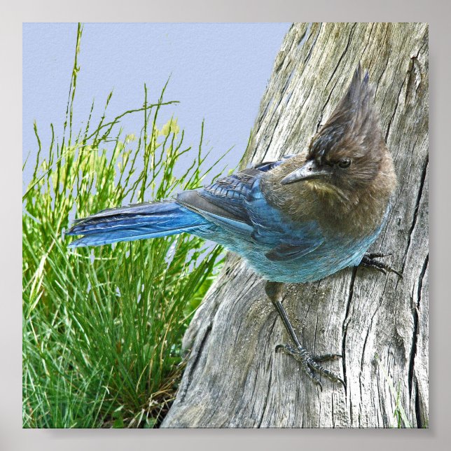 6x6 Value Poster Paper (Matte) w/ stellar jay (Front)