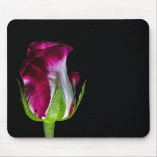 7019-Red Tipped White Rose Mouse Pad