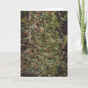 72 Bird Food - Berries on a Tree Holiday Card