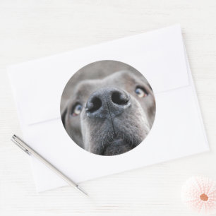 7.6 cm sticker doggennase