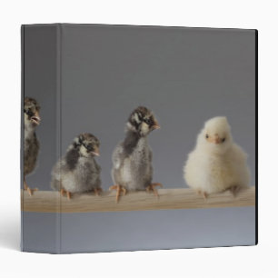 7 Baby Pet Chickens on a Perch Binder