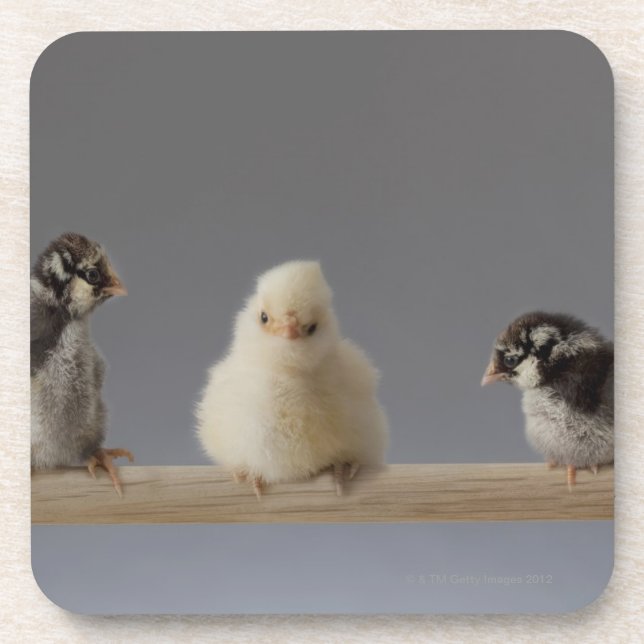 7 Baby Pet Chickens on a Perch Coaster (Front)
