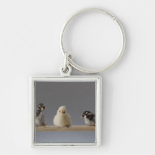 7 Baby Pet Chickens on a Perch Keychain