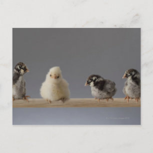 7 Baby Pet Chickens on a Perch Postcard