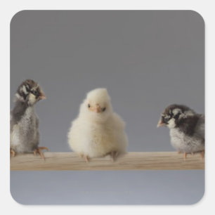 7 Baby Pet Chickens on a Perch Square Sticker