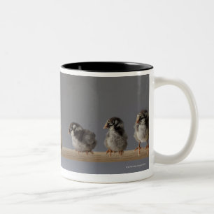 7 Baby Pet Chickens on a Perch Two-Tone Coffee Mug