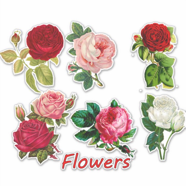 7 Beautiful Roses for Scrapbooking (Front)
