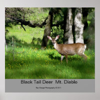 7 Black Tail Deer, Black Tail Deer Mt. Diablo,...