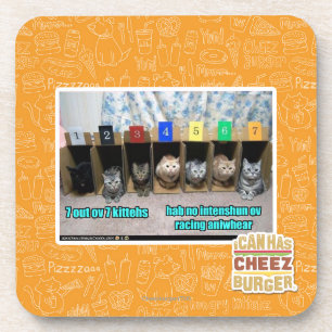 7 out ov 7 kittehs coaster