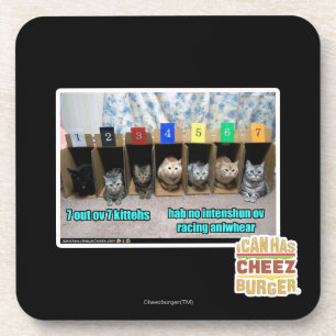 7 out ov 7 kittehs coaster