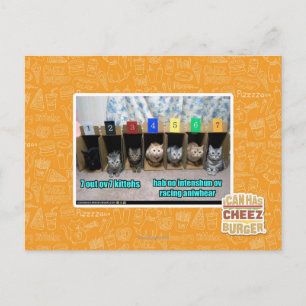 7 out ov 7 kittehs postcard