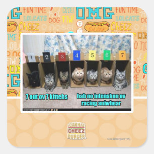 7 out ov 7 kittehs square sticker
