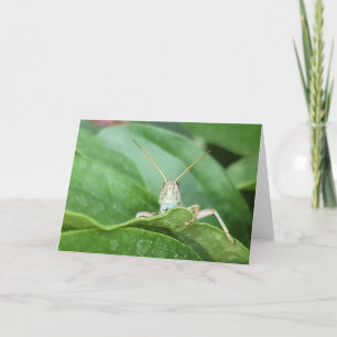 7"x5" Folded Card    Grasshopper
