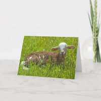 7"x5" Folded Card || Lambie Scout